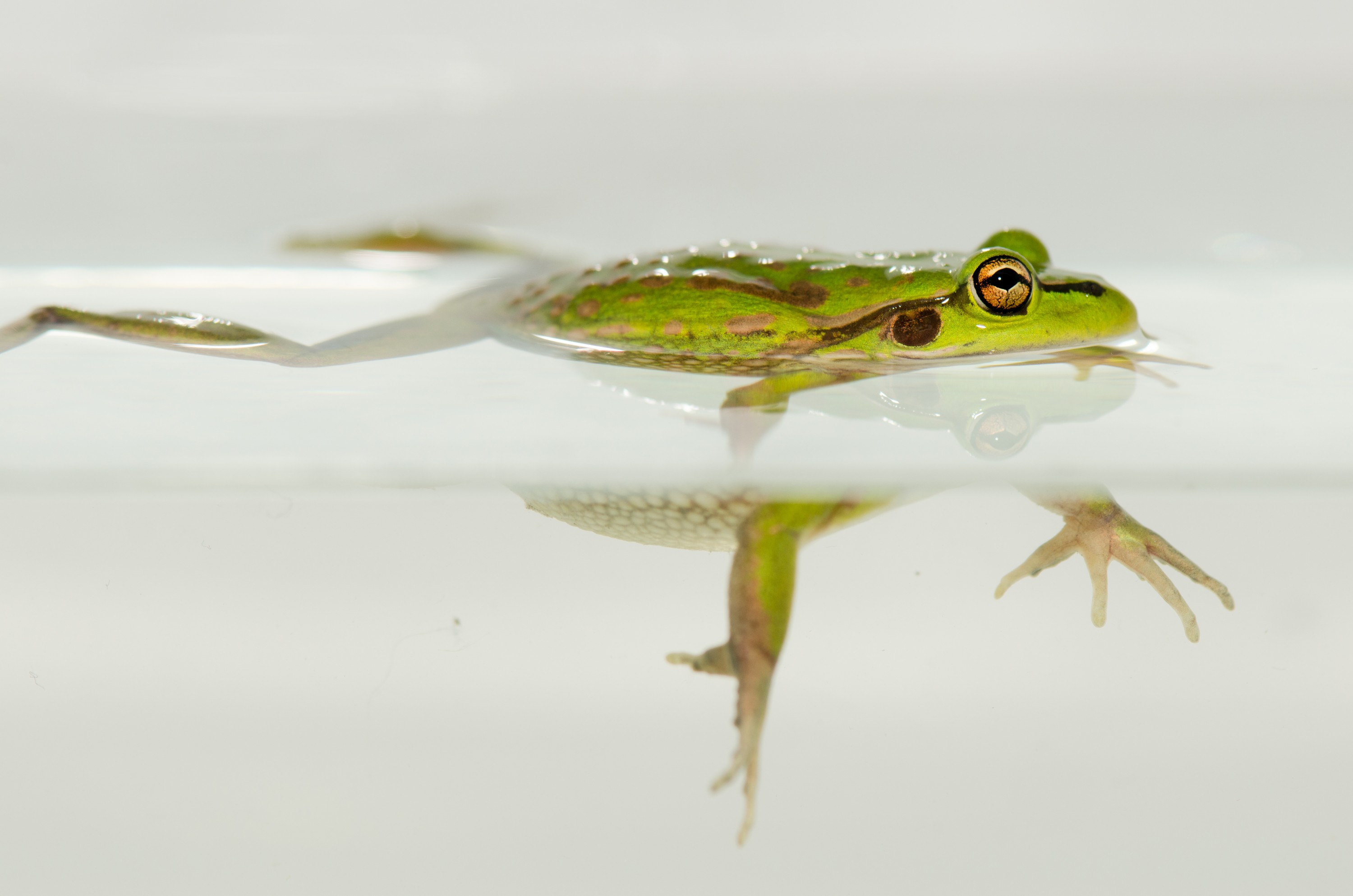DSC_7118 – Green, Bell, Frog, Litoria, aurea, introduced, new zealand, nz, new, zealand, crispin